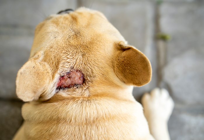 Một chú chó vàng bị lở loét ở phần gáy