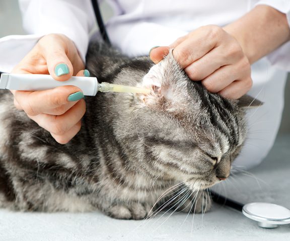 Bác sĩ đang nhỏ thuốc vào tai chú mèo